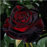 Блек Бакара (Black Bacara)